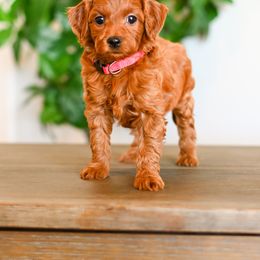Aussiedoodle, Bernedoodle, Cavapoo, Goldendoodle, Irish Doodle, and Poodle Puppies from Sun Valley Goldendoodles