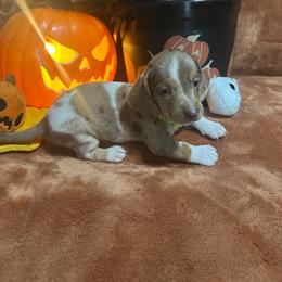 Green - Piebald male Dachshund puppy in Saint Jo, Texas from Reeves Dashing-Hounds