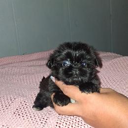 Dixie - Black and white female Shih Tzu puppy in Birmingham, Alabama from K&D kennels