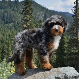 Bernedoodle puppies from Clemleth Aussiedoodles