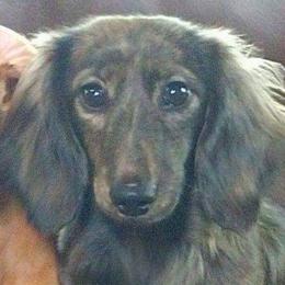 Brinley - Dachshund