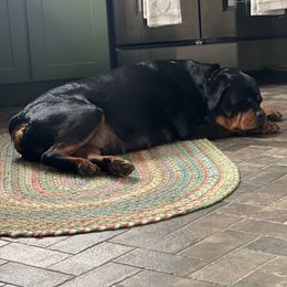 Rottweiler puppies from Boone & Willow
