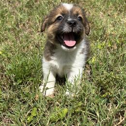 Bruno x Mya Male - White and tan male Russell Terrier puppy in Ocala, Florida from Jumping Jacks Russells