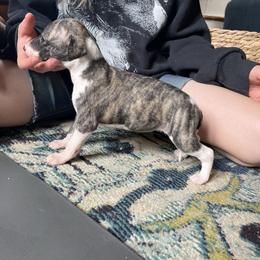 Flower - Fawn brindle female Whippet puppy in Clinton, Tennessee from Ivanhoe Borzoi