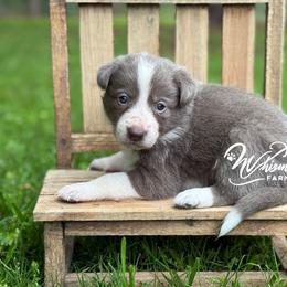 Lilac G- smooth- 1850 - Lilac female Border Collie puppy in Nashville, Arkansas from Whisenhunt Farms