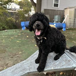 Lando - Black male Portuguese Water Dog puppy in Blackstone, Massachusetts from Topsail PWDs