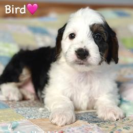 Bird - Black tri-color female Aussiedoodle puppy in Lancaster, Minnesota from Finney Ranch