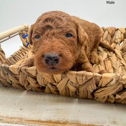 Tornado - Apricot male Goldendoodle puppy in Sunman, Indiana from Brunsman Country Doodles LLC