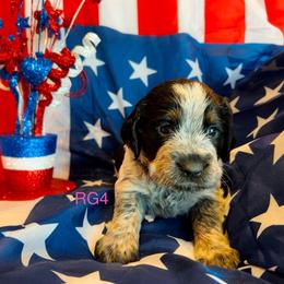 RG4 - Tri-Roan female English Springer Spaniel puppy in Britton, South Dakota from K&S Canines