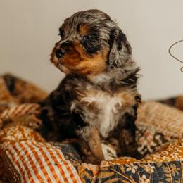 Sage - Merle male Bernedoodle puppy in Grants Pass, Oregon from Royal Empire Bernedoodles