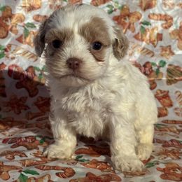 Girl 2 - Cockapoo puppy from Blair’s Furry Friends