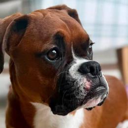 Boxers from Lynchburg Boxers