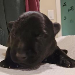 Female1 - Black female Scottish Terrier puppy in Conroe, Texas from Scotch McLaren Terriers