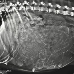 Australian Shepherd puppies from Dockside Australian Shepherds