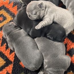 French Bulldog Puppies from K&J Frenchies