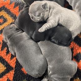 French Bulldog Puppies from K&J Frenchies
