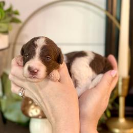 Bernedoodle Puppies from Coco Avenue Pups