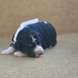 White collar female - Black and white female Bernedoodle puppy in Scottsboro, Alabama from Dixie Land Doodles