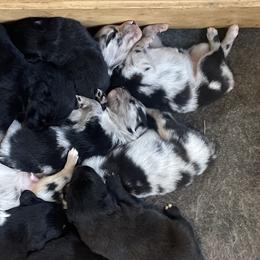 Australian Shepherds, Karakachans, and Pembroke Welsh Corgis from Rock Solid Ranch