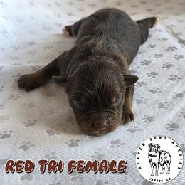 Jade - Red tri female Miniature Australian Shepherd puppy in Jaroso, Colorado from Heaven Sent Aussies