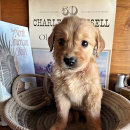 Red - Golden male Golden Retriever puppy in Leadore, Idaho from Gunsight Goldens