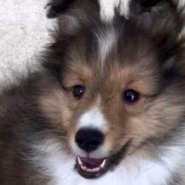 Shetland Sheepdogs from Yardart Shelties