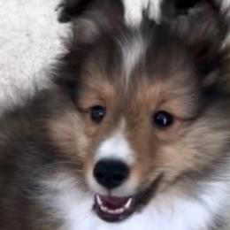Shetland Sheepdogs from Yardart Shelties