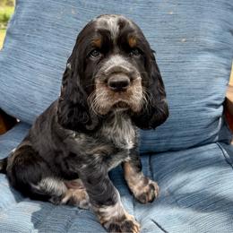 Rocky (Blue) - Black white and tan male English Springer Spaniel puppy in Conifer, Colorado from Majestic Mountain Springs