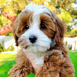 Dorothy - Red  female Goldendoodle puppy in Bountiful, Utah from Red Brick Doodles