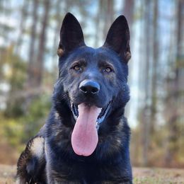 Riot - German Shepherd