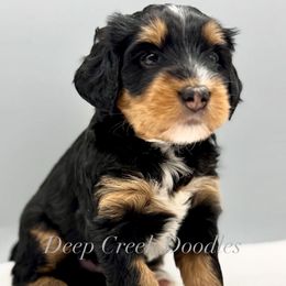 Puppy Pick 6 - Phantom male Bernedoodle puppy in Sugar Hill, Georgia from Deep Creek Doodles