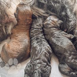 Ron Weasley - Brown male Schnoodle puppy in Germantown, Tennessee from Bentley's Beloved Paws