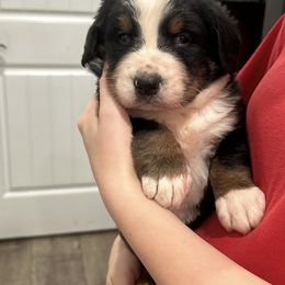 Moose OFA - Black rust and white male Bernese Mountain Dog puppy in Strasburg, Ohio from Lois Allison