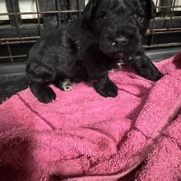 Male 3 - Black male Miniature Schnauzer puppy in Pearland, Texas from K & S Schnauzers