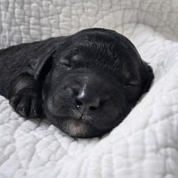 Lincoln - Black male Poodle puppy in Conroe, Texas from Pear house farm