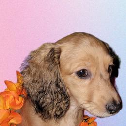 Dachshund Puppies from CLARK'S BREEDING PROGRAM