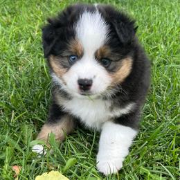 Girl 2 Star - Black tri female Miniature Australian Shepherd puppy in Bristow, Iowa from Pine Ridge Toy and Mini Aussies