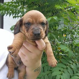 ButterCup - Red male Dachshund puppy in Altamonte Springs, Florida from Happy Tails Dachshunds