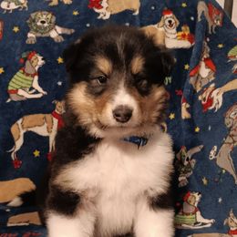 Boy 1 Tri - Black white and tan male Collie puppy in Salem, Indiana from Living Blessed Collies