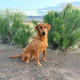 Birdie - Labrador Retriever