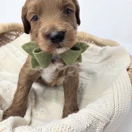 Boy 2 - male Goldendoodle puppy in Leander, Texas from Doodle Doula