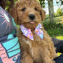 Butter - (Butter Pecan) - Gold female Bordoodle puppy in Canfield, Ohio from Poo's Doo's & Inu's