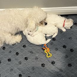 Boy 2 - White and buff male Bichon Frise puppy in Lavon, Texas from Sissy’s Heavenly Paws