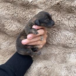 Blaze - Brindle male Dachshund puppy in Rogue River, Oregon from Bear Feet Dachshunds