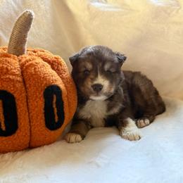 Knight - Red and white male Siberian Husky puppy in London, Ohio from Rose Trail Siberian’s