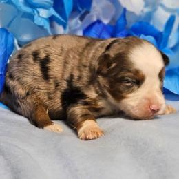 Cannon - Blue merle male Miniature Australian Shepherd puppy in Bethany, Connecticut from Tini Thyme Mini Aussies