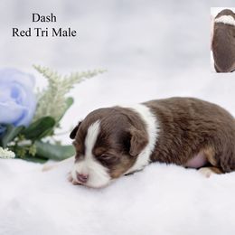 Dash - Red tri male Miniature Australian Shepherd puppy in Mechanicsburg, Pennsylvania from TJ's Aussies