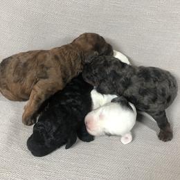 Goldendoodle and Springerdoodle Puppies from Springerdoodles Plus AZ