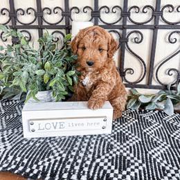Twix - Red  male Goldendoodle puppy in Beaver, Utah from Rocky Ridge Ranch
