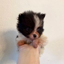 Vixen - Black parti female Pomeranian puppy in Stroud, Oklahoma from Laik’s Little Shihtz & Poms